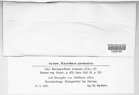 Sarcopodium roseum image